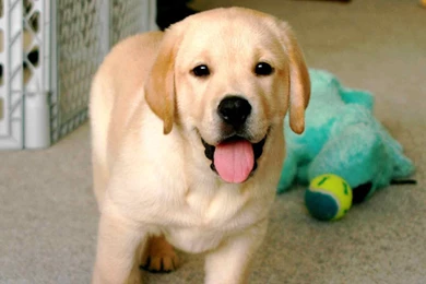 Yellow Lab Wallpapers