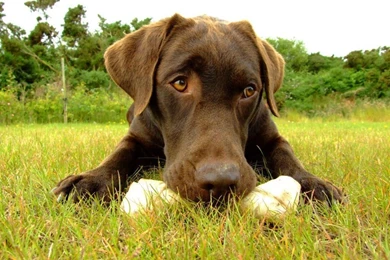Chocolate Lab Wallpapers