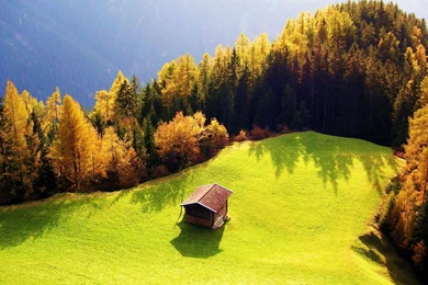 Bird View of Forest.jpg