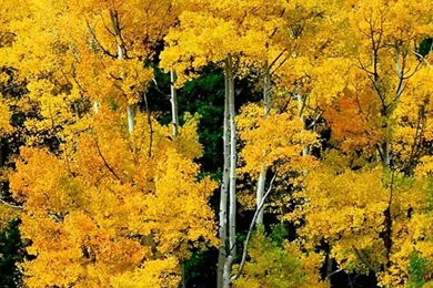 1080x1920 Beautiful Nature Wallpapers HD