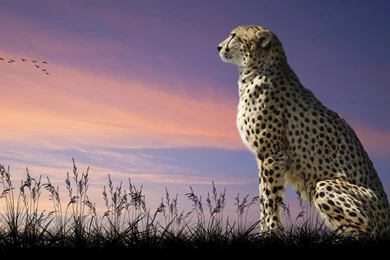 Cheetah HD Desktop Wallpapers   , New Wallpapers, New Wallpapers