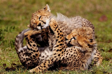 232 Cheetah HD Wallpapers