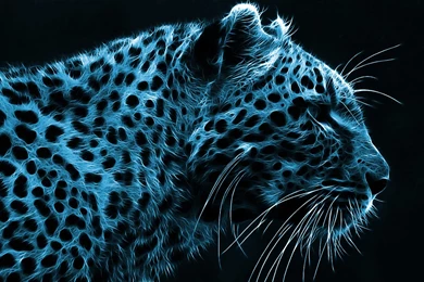Cheetah Wallpapers Awesome 752 Widescreen