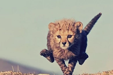 Young Cheetah HD Desktop Wallpapers : Widescreen : High Definition ...