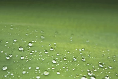 Galaxy S3 Dandelion HD Wallpapers