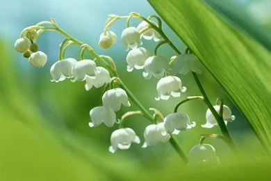 Tablet Wallpapers Hd