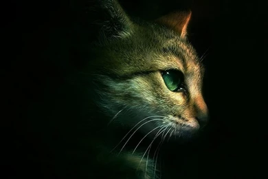 Best Free Wallpapers For Tablet PC