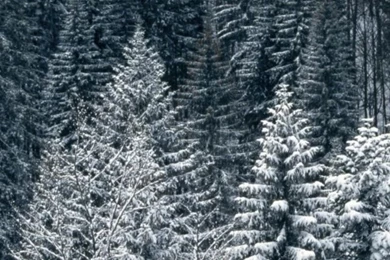 640x1136 Snow Trees Forest Iphone 5 Wallpapers