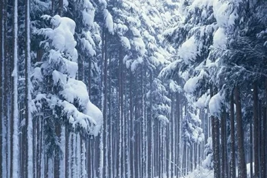 10 Free Snowy iPhone Wallpapers