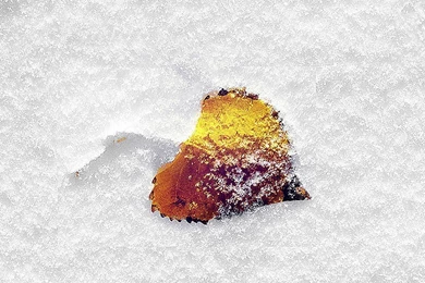 Wallpaper boo 201 snow leaf 34 iphone6 plus wallpaper.jpg