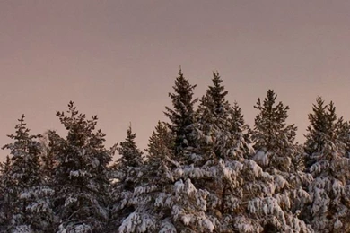 Tree Snow iPhone 6 Wallpapers HD And 1080P 6 Plus Wallpapers