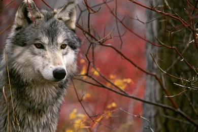 Wolf Wallpapers 1920x1080 Wallpapers,Wolf 1920x1080 Wallpapers ...