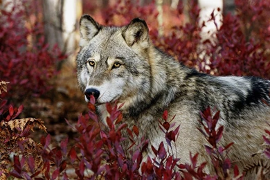 Wolf Wallpapers Pictures