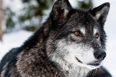 1920x1080 Gray Wolf Wallpapers