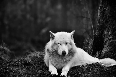 1920x1080 White Wolf In The Wild Desktop PC And Mac Wallpapers