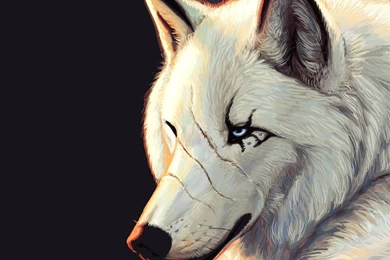 803 Wolf HD Wallpapers