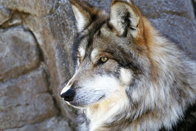 HD Quality Wild Wolf Wallpapers HD 3 Widescreen Backgrounds ...