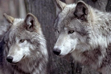 Wolf HD Wallpapers.