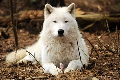 1920x1080 Wolf Wallpapers