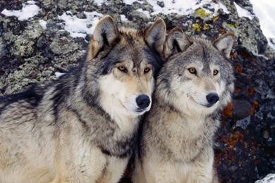 Download Wallpapers 1920x1080 Wolf, Steam, Rocks, Snow Full HD ...