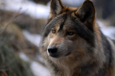 Wolf Images   Page 4