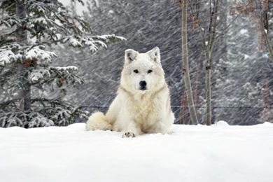 White Wolf Wallpapers   Animal Wallpapers