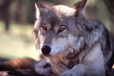 Resting Wolf Wallpapers   Animal Wallpapers