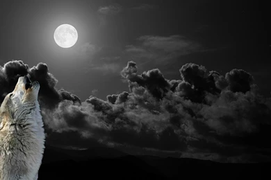 Wolf Computer Wallpapers, Desktop Backgrounds