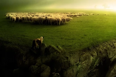1920x1080 Sheep And Wolf Desktop PC And Mac Wallpapers