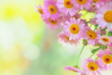 Fresh Flowers Backgrounds Wallpapers For Desktop And Mobile