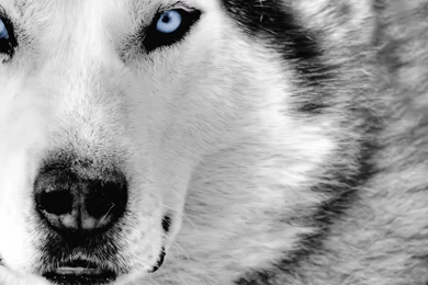 Wolf Wallpapers Hd 167709