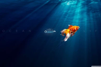 Ocean Life HD Desktop Wallpapers : Fullscreen : Mobile : Dual Monitor