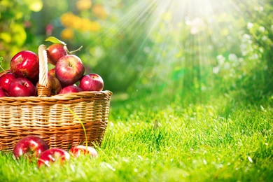 Apple Fruit Wallpapers