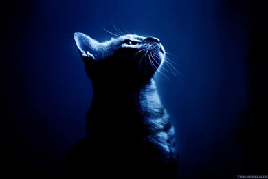 Cool Cat Wallpapers   Wallpaper.