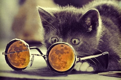 Cool Cat Wallpapers Hd