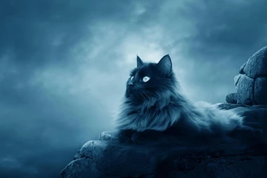 Cool Cat HD Wallpapers