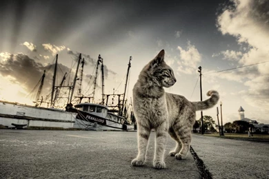 10 Cool Cat Pictures