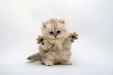 25 Cool Cat Pictures