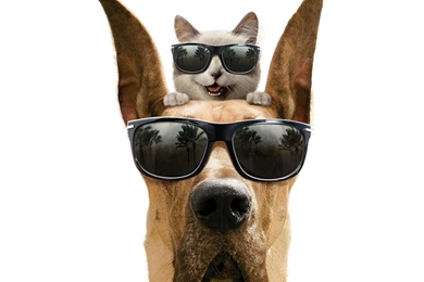 Download Jennifer Lawrence Wallpapers 1920x1080 Wallpapers HD ...