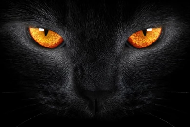Cool Black Cat Wallpapers