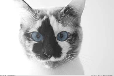 Album: Cats And Kitten Wallpapers 1366x768 (full Images)