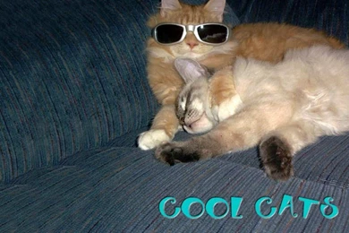 Pets Wallpapers, Cats Backgrounds, Dogs Desktops