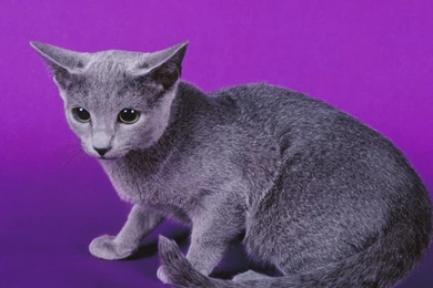 Russian Blue Cats Wallpapers