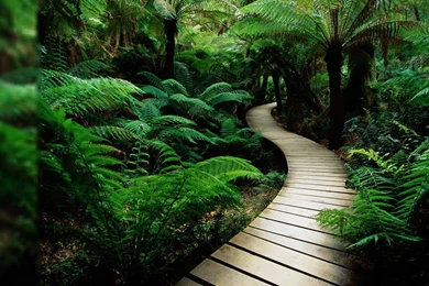 Beautiful Desktop Backgrounds Nature