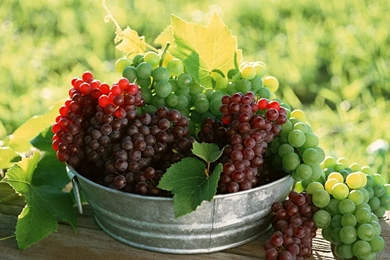 Fruits wallpaper hd.jpg • IBackgroundWallpapers