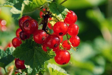 Mix Fruit Wallpapers   Image Wallpapers