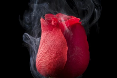 Rose Smoking Wallpapers