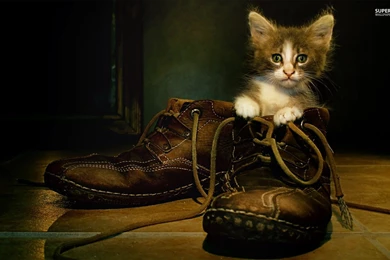 Kitten In The Shoe Wallpapers Animal Wallpapers