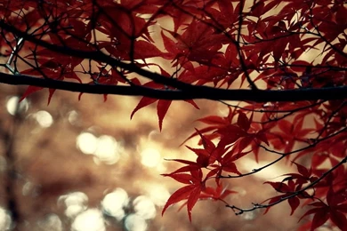 Autumn Beautiful Computer Desktop Wallpapers 47873   Autumn Theme ...