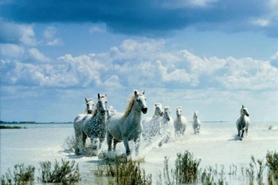 Free Desktop Wallpaper Backgrounds_hd Wallpaper_download Free ...